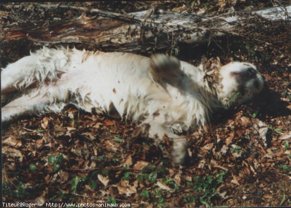 Photo de Golden retriever