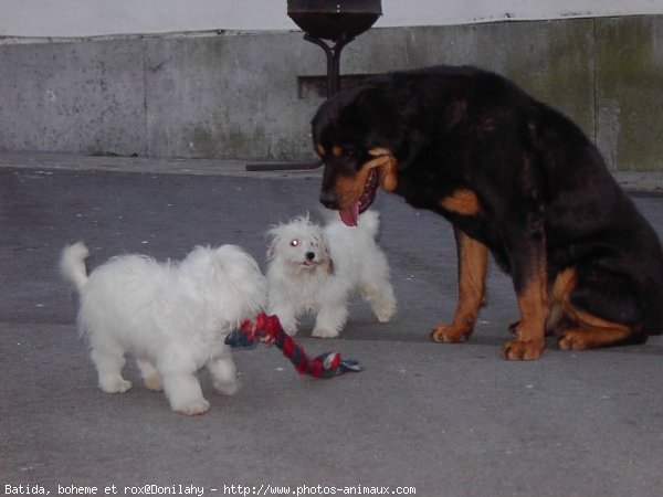 Photo de Races diffrentes