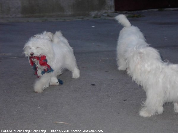 Photo de Coton de tulear