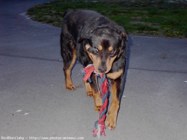 Photo de Rottweiler