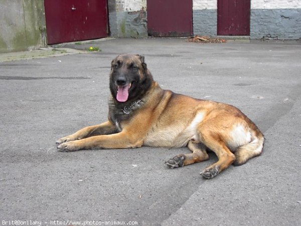 Photo de Berger belge malinois