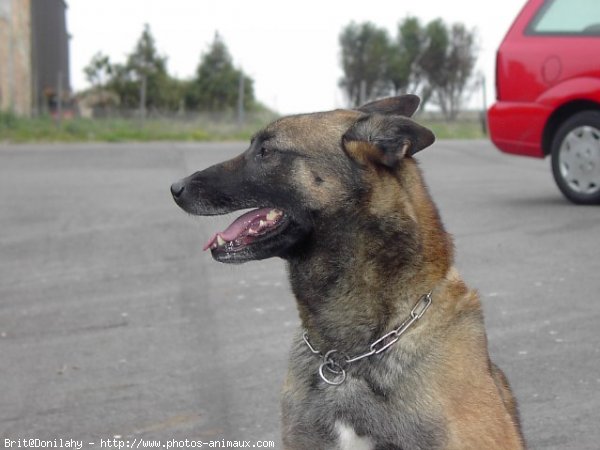 Photo de Berger belge malinois