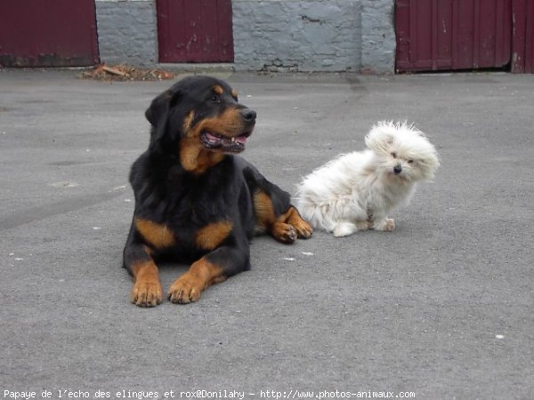 Photo de Races diffrentes