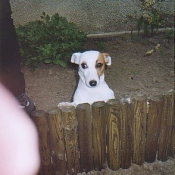 Photo de Jack russell terrier