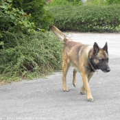 Photo de Berger belge malinois