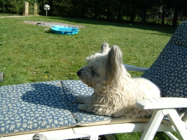 Photo de Skye terrier