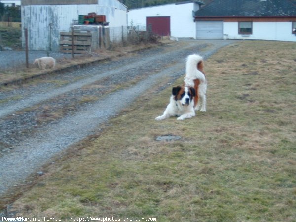 Photo de Saint-bernard poil long