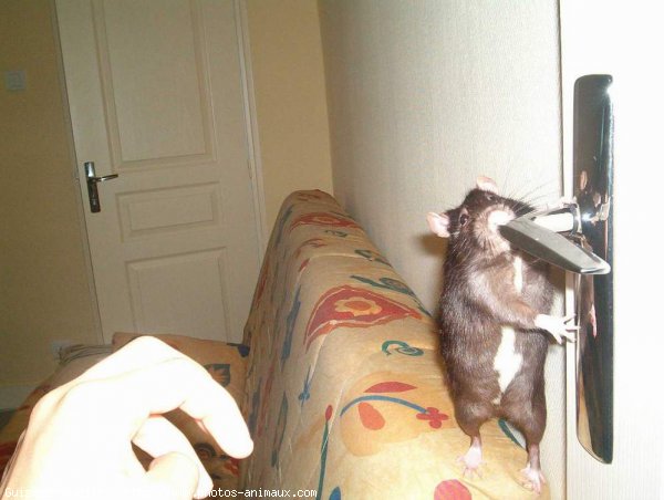 Photo de Rat