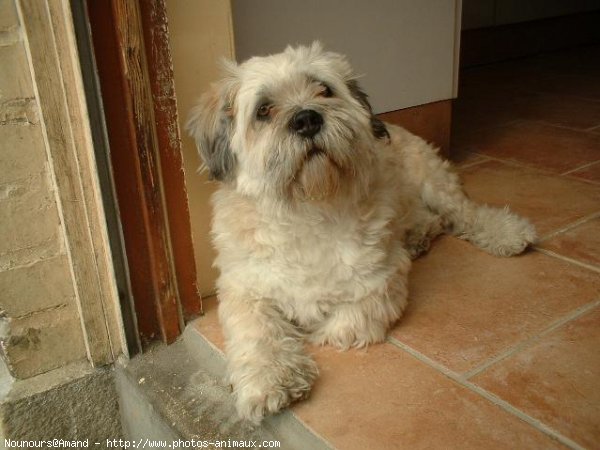 Photo de Lhassa apso