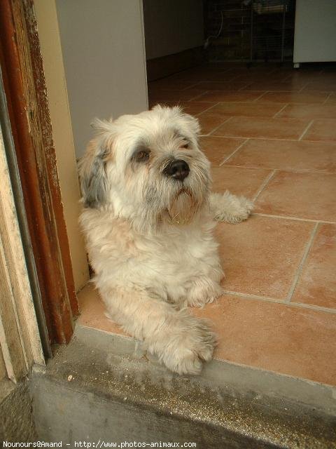 Photo de Lhassa apso