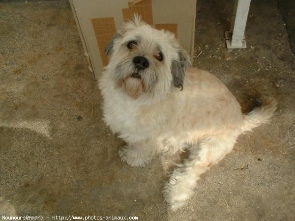 Photo de Lhassa apso