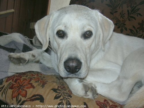 Photo de Labrador retriever