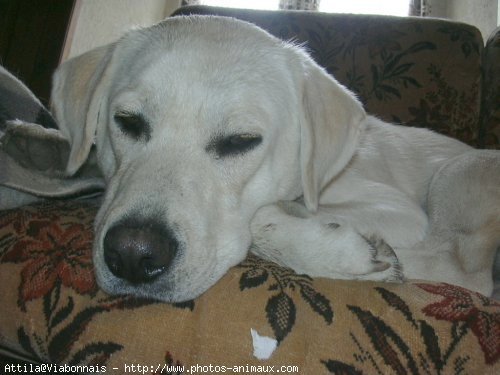 Photo de Labrador retriever