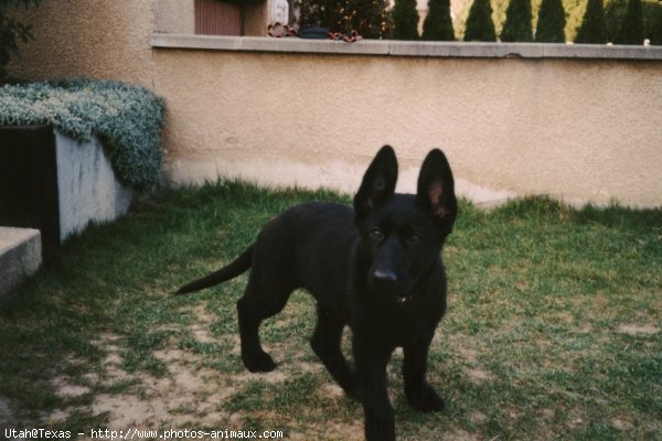 Photo de Berger allemand  poil court