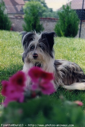 Photo de Chien de berger des pyrenes  poil long