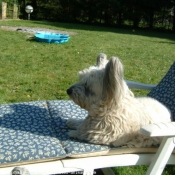 Photo de Skye terrier