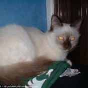 Photo de Sacr de birmanie