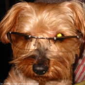 Photo de Yorkshire terrier