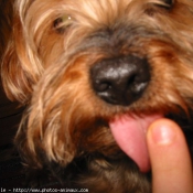 Photo de Yorkshire terrier