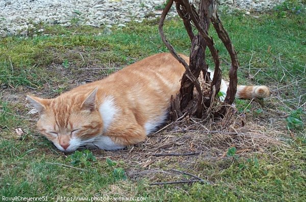 Photo de Chat domestique