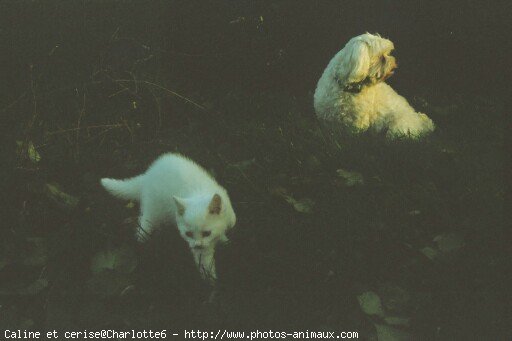 Photo de Races diffrentes