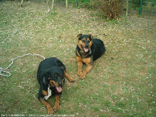 Photo de Rottweiler