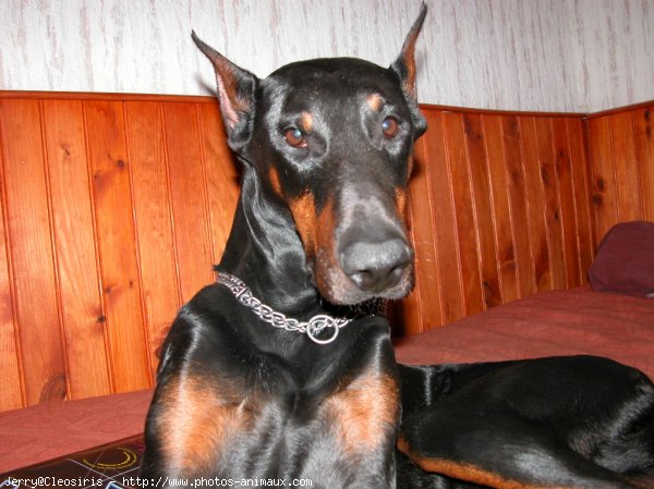 Photo de Dobermann