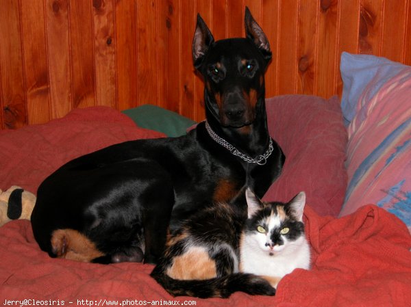 Photo de Dobermann