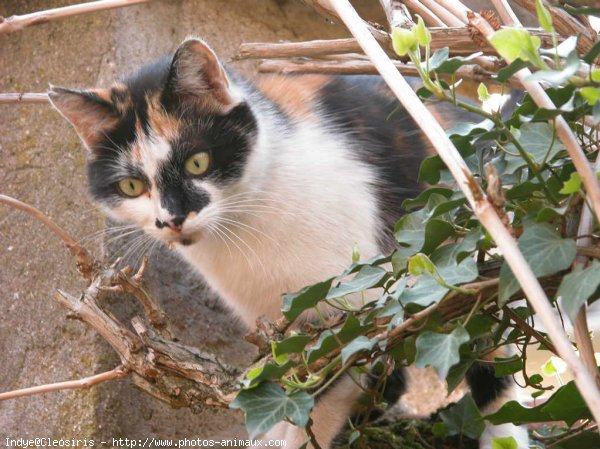 Photo de Chat domestique