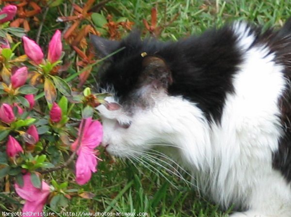 Photo de Chat domestique