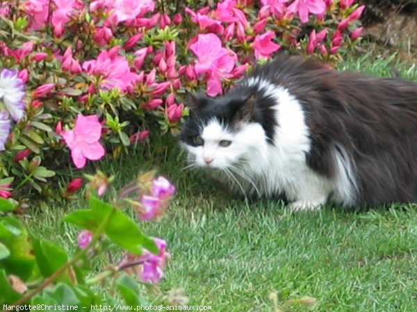 Photo de Chat domestique