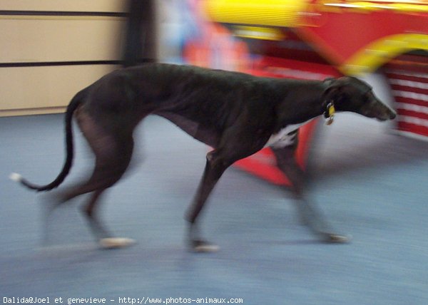 Photo de Greyhound