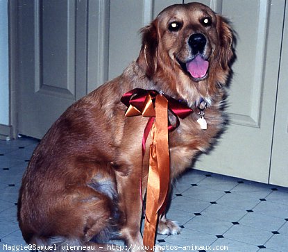 Photo de Golden retriever