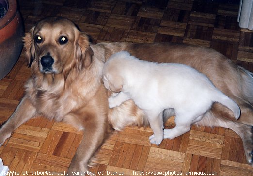 Photo de Races diffrentes