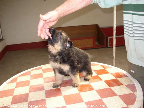 Photo de Berger allemand  poil court