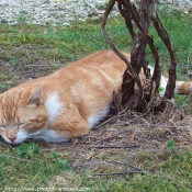 Photo de Chat domestique