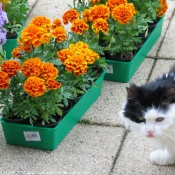 Photo de Chat domestique