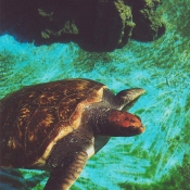 Photo de Tortue