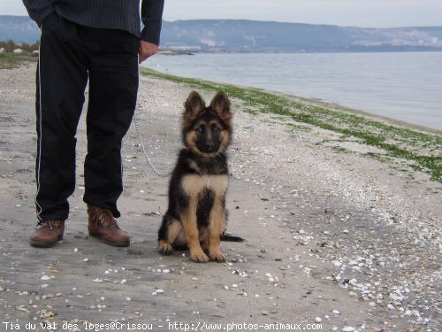 Photo de Berger allemand  poil court