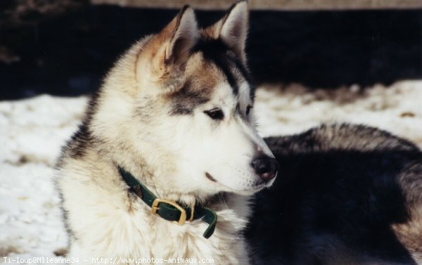 Photo de Husky siberien