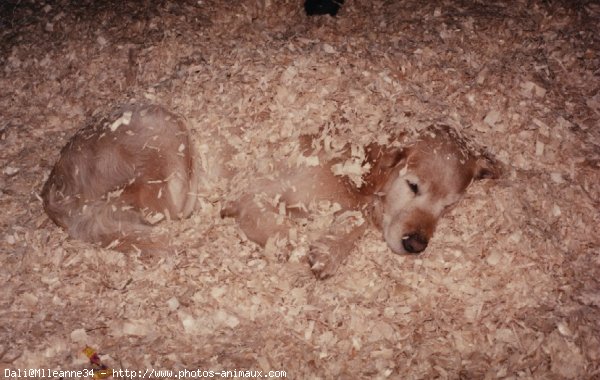 Photo de Golden retriever