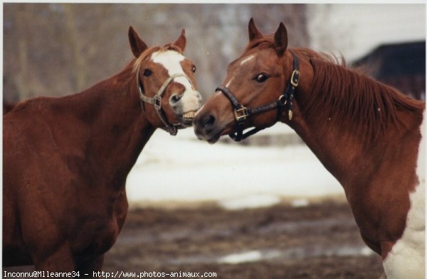 Photo de Races diffrentes