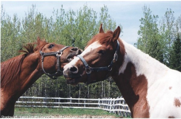 Photo de Races diffrentes