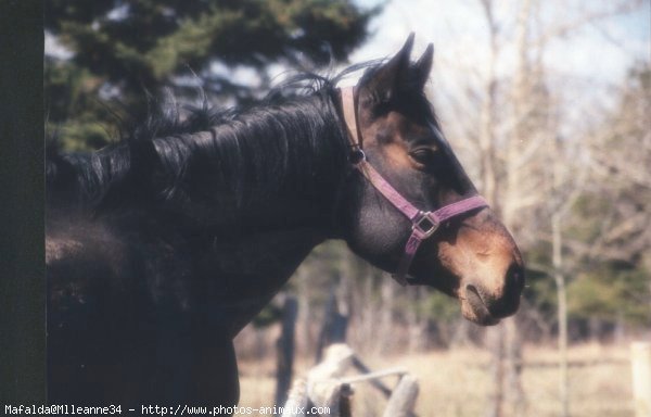 Photo de Quarter horse