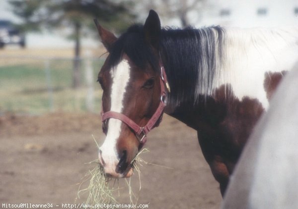 Photo de Paint horse