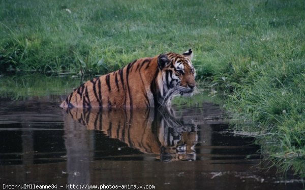 Photo de Tigre