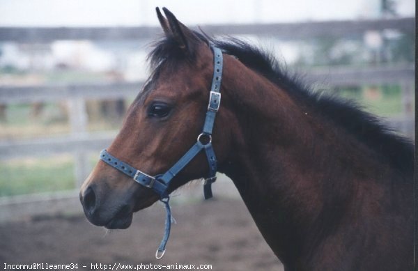 Photo de Quarter horse