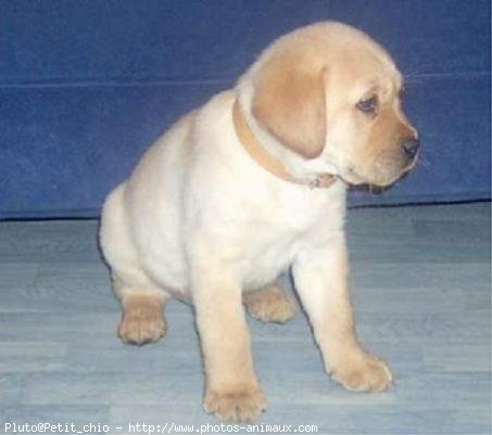 Photo de Labrador retriever