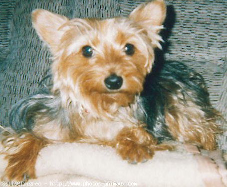 Photo de Yorkshire terrier