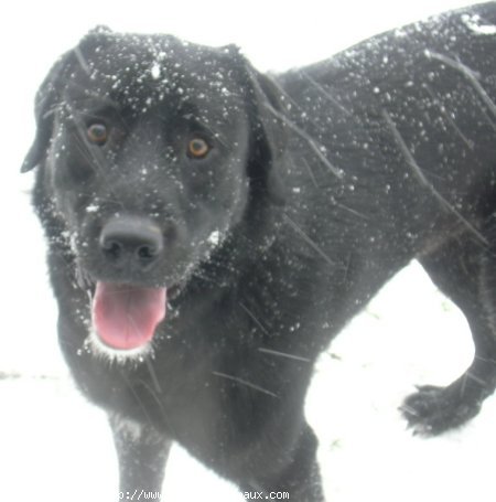 Photo de Labrador retriever